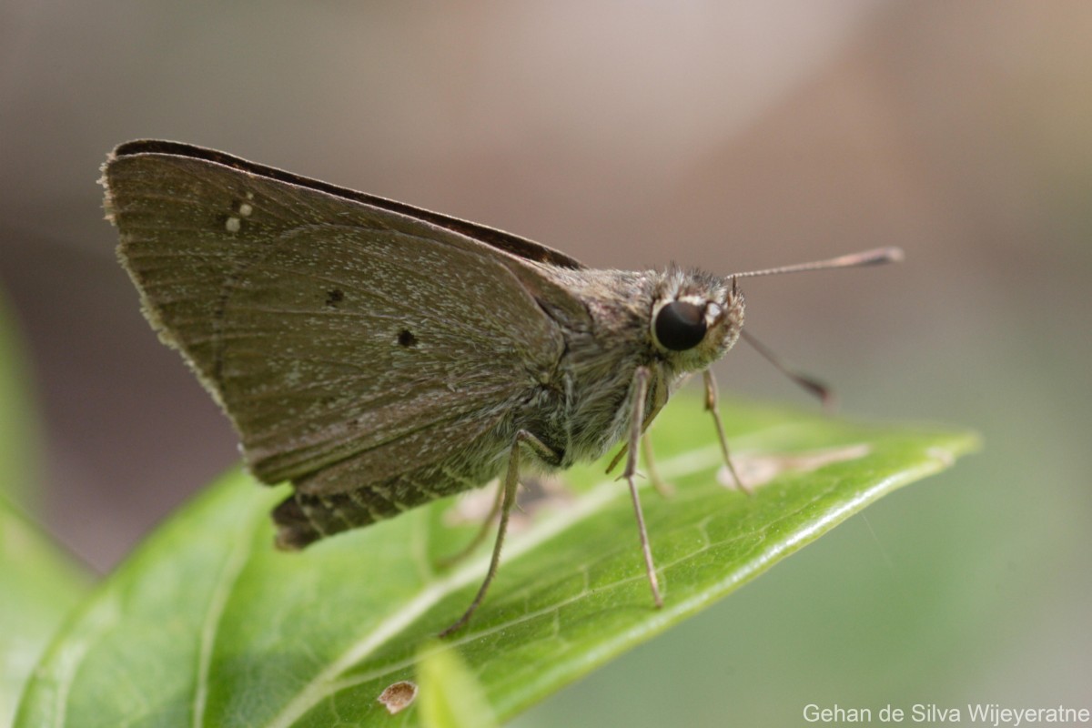 Suastus gremius Fabricius, 1798